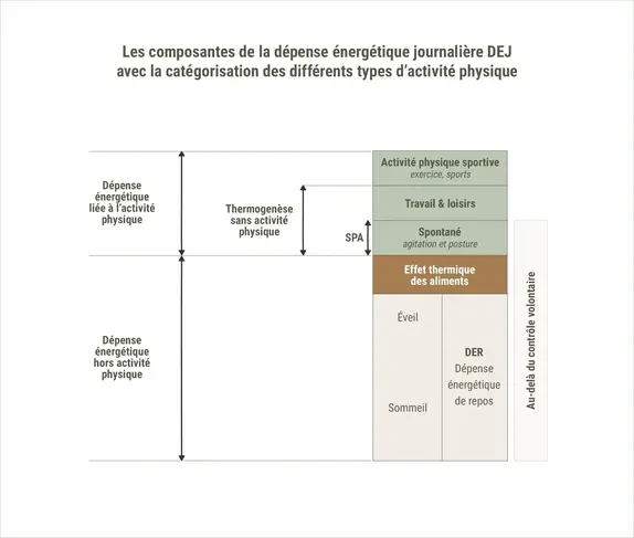Le calcul pour contrôler son poids