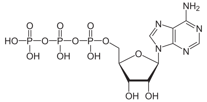 La transformation du glucose en énergie permet la production d’adénosine triphosphate
