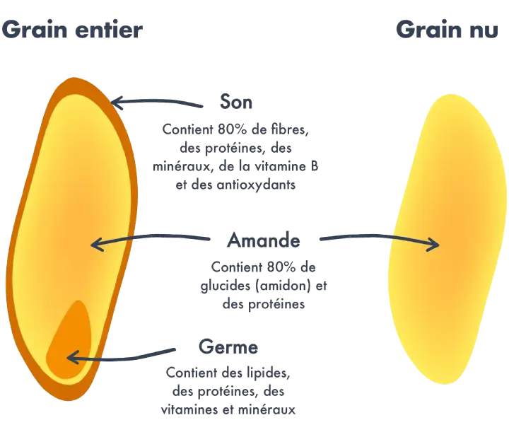 Grain de blé complet : beaucoup plus nutritif, riche en fibres, protéines, vitamines et minéraux