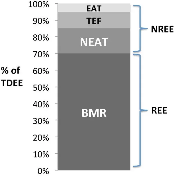 Répartition de la dépense calorique - calculateur de calories